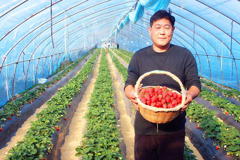 2025��ɽ�|��ݮ�a(ch��n)�I(y��)���(hu��)�A�M���_(k��i)�����f���R�ϲ�ݮ�@��ժ�ý�(ji��ng)